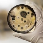 black-mold-test Should I use a mold testing kit?