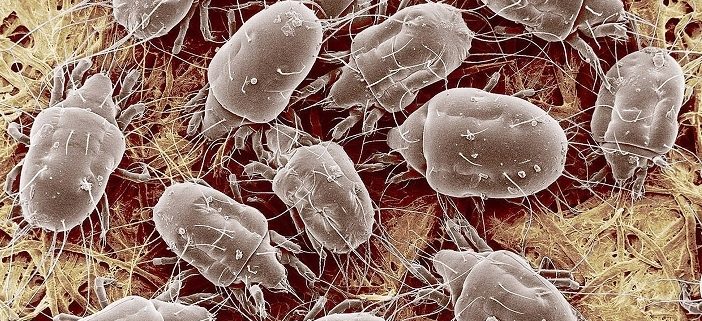 Mould mites in Toronto home