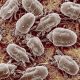 Mould mites in Toronto home