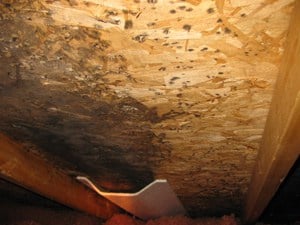 attic-mould-toronto mould growth in Richmond Hill attic