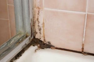 mold growing on bathroom tiles in Toronto