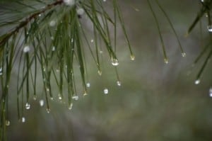 Spring thaw in Toronto